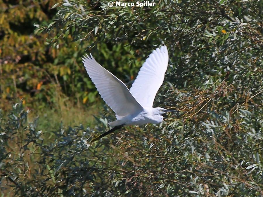 Egretta garzetta